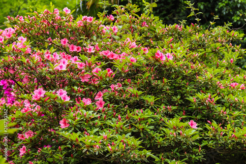Beautiful blooming pink rhododendron in the garden © olyasolodenko