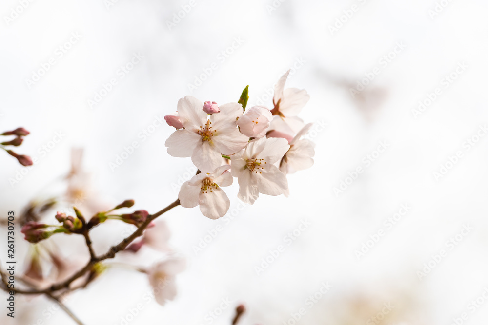 Cherry blossom in spring for background or copy space for text Cherry blossom in spring for background or copy space for text
