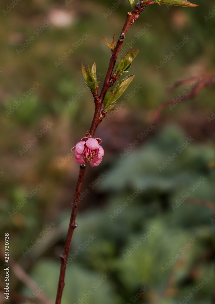 Fototapeta premium Aprikosenzweig mit Blüte