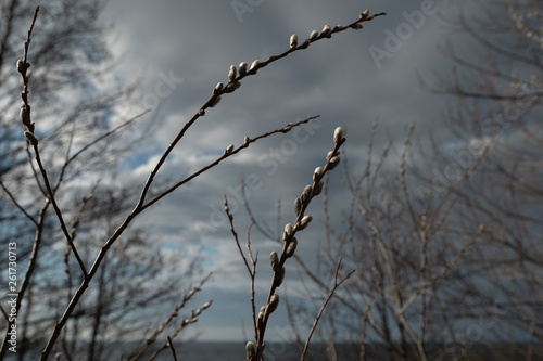 Pussy willow close up on the 13th of April in Latvia - Spring flowers and tree twigs