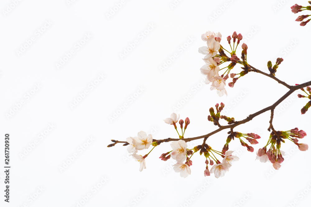 Cherry blossom in spring for background or copy space for text Cherry blossom in spring for background or copy space for text