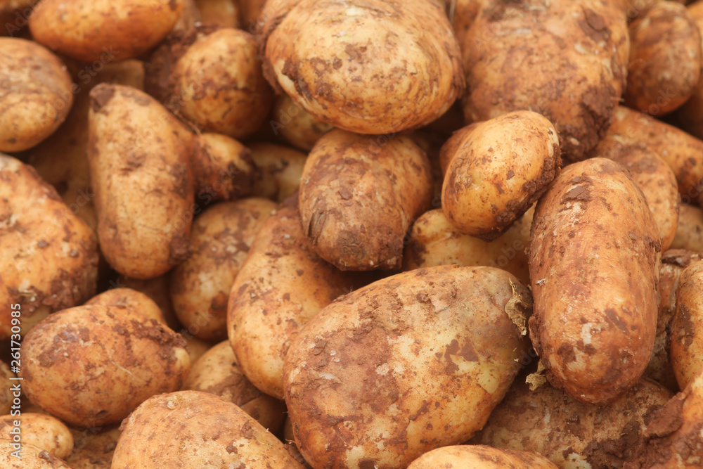 pile of fresh raw potatoes covered in soil pile of fresh raw potatoes covered in soil