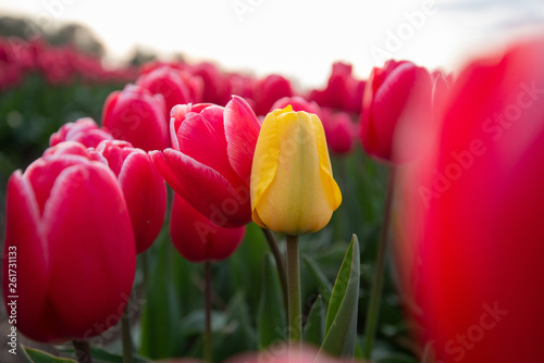 yellow single tulip