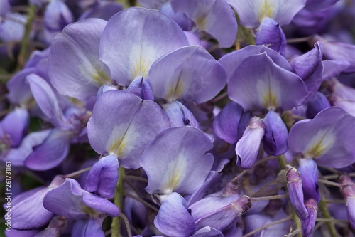 Fototapeta Naklejka Na Ścianę i Meble -  Close up of Wisteria flowers