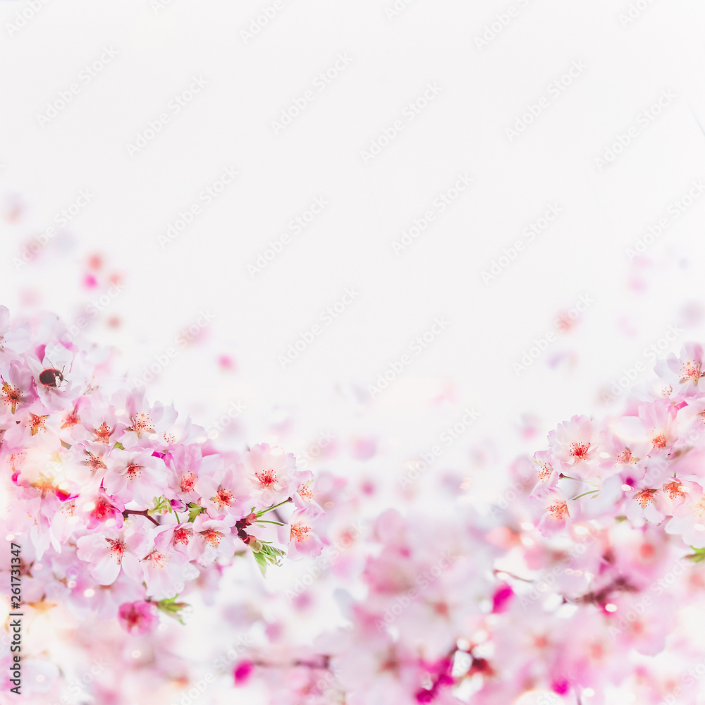 Close up of cherry blossom with little bumblebee in bloom. Pink spring blossom on white. Springtime floral background border. Close up of cherry blossom with little bumblebee in bloom. Pink spring blossom on white. Springtime floral background border.