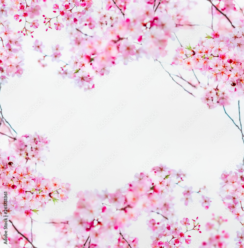 Pink sakura cherry blossom on white. Spring nature frame with blooming twigs of cherry trees. Springtime nature background