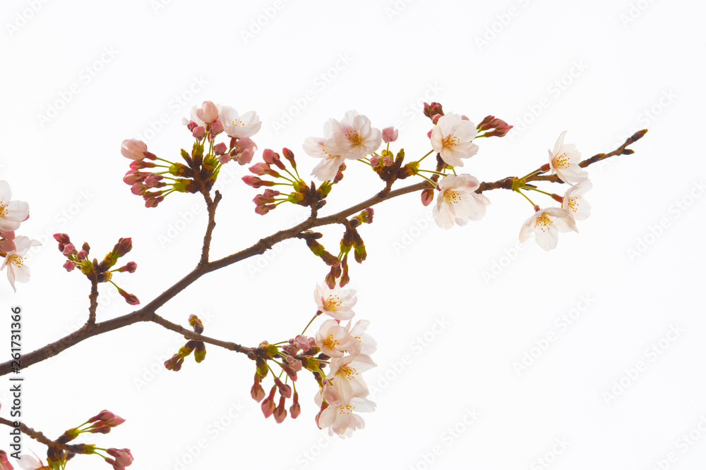 Cherry blossom in spring for background or copy space for text