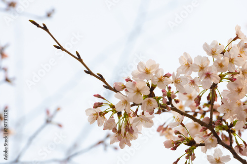 Cherry blossom in spring for background or copy space for text