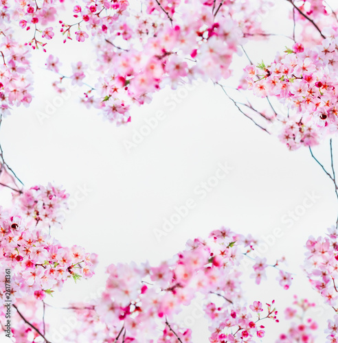 Pink sakura cherry blossom on white. Spring nature frame with blooming twigs of cherry trees. Springtime nature background