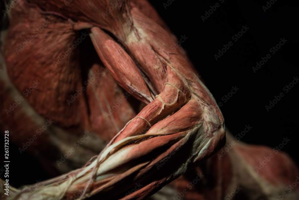 arm muscle of a human