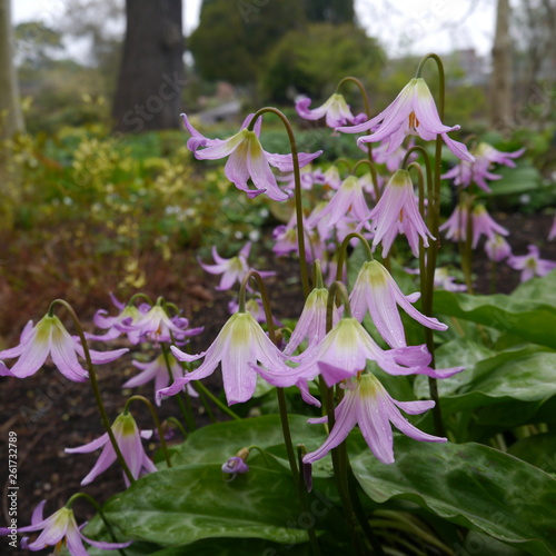 Flowering erythronium revolutum californicum cumberland beauty Plant photo