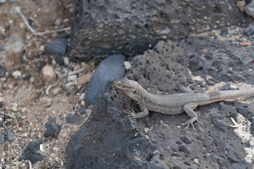 Tenerife lizard on the rocks  Canary Islands  Tenerife  Spain - Image