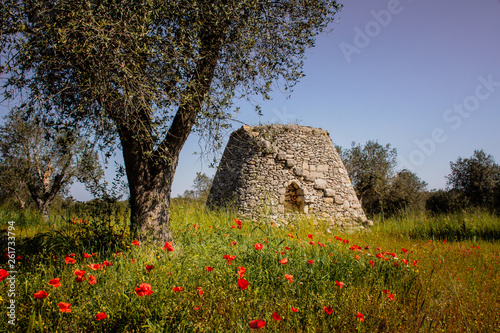 Quadro su tela Salento - Puglia - Profumi, colori e ricordi della dolce campagna