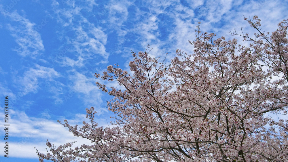 桜　春　４月　青空　雲　自然　桜色　ピンク　光　太陽　輝き