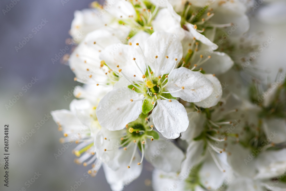 Blooming apple tree with white flowers after the rain
