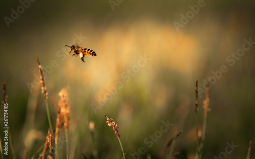 Bee labor is collecting pollen in yellow grass garden © Pisit