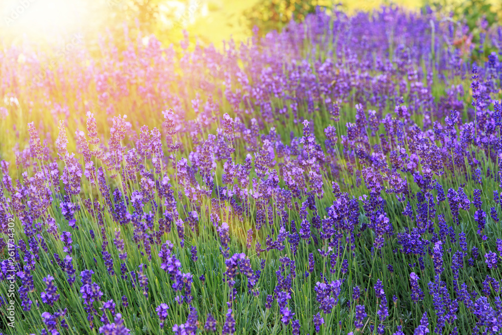 Obraz premium Lavender bushes closeup on sunset. Sunset gleam over purple flowers of lavender.