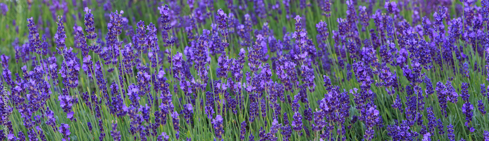Naklejka premium Lavender bushes closeup on sunset. Sunset gleam over purple flowers of lavender.
