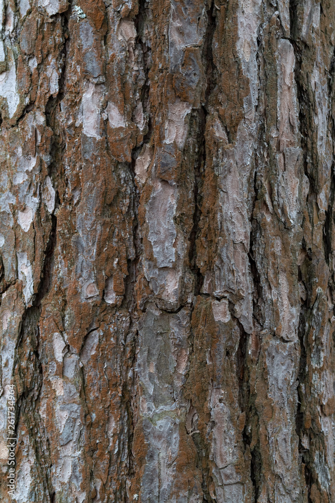 Pine bark texture