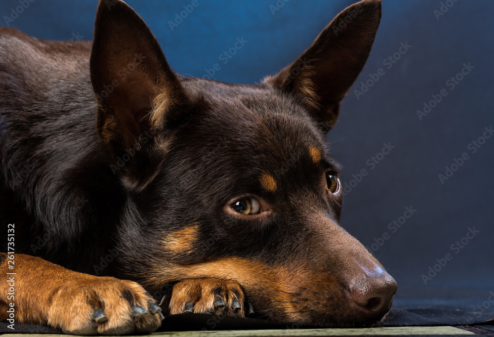 Portrait of an Australian Kelpie dog in a studio on a dark background Stock  Photo | Adobe Stock