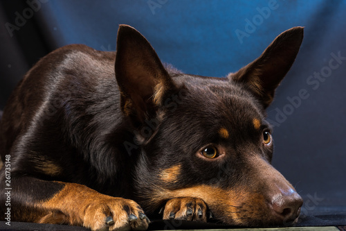 Portrait of an Australian Kelpie dog in a studio on a dark background
