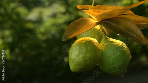 Lemon lime hanging on tree branch.