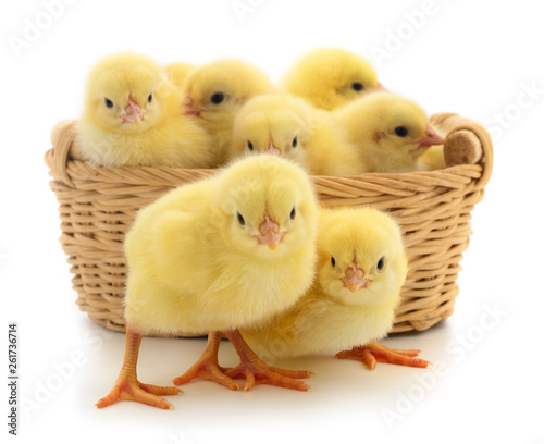 Small yellow chickens in basket.