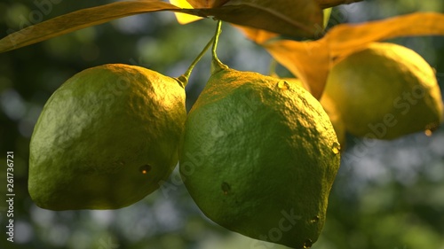 Lemon lime hanging on tree branch.