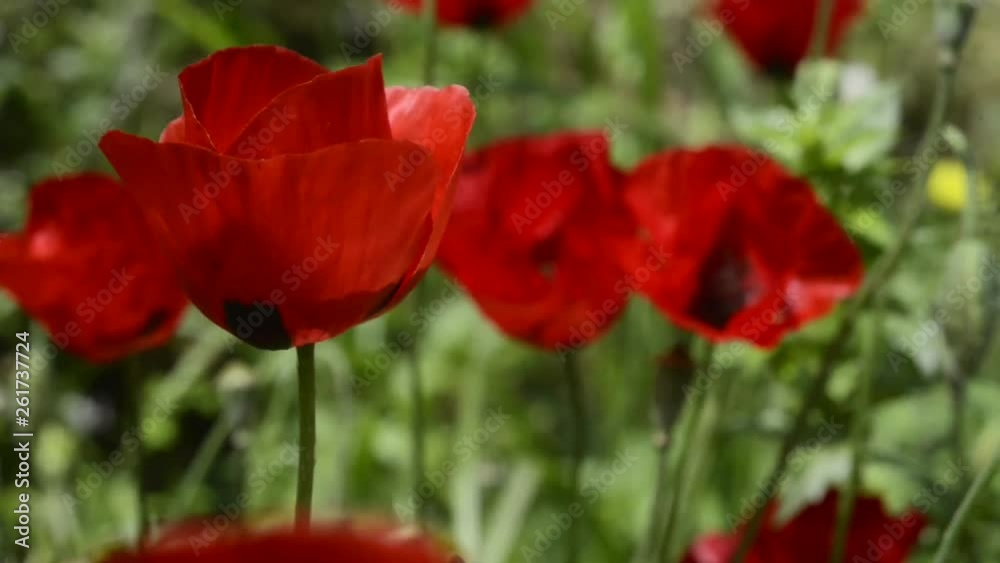 Anemone coronaria flowers moving by the wind Anemone coronaria flowers moving by the wind