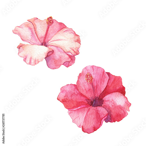 Set of pink hibiscus flowers isolated on white background. Hand drawn watercolor illustration. 