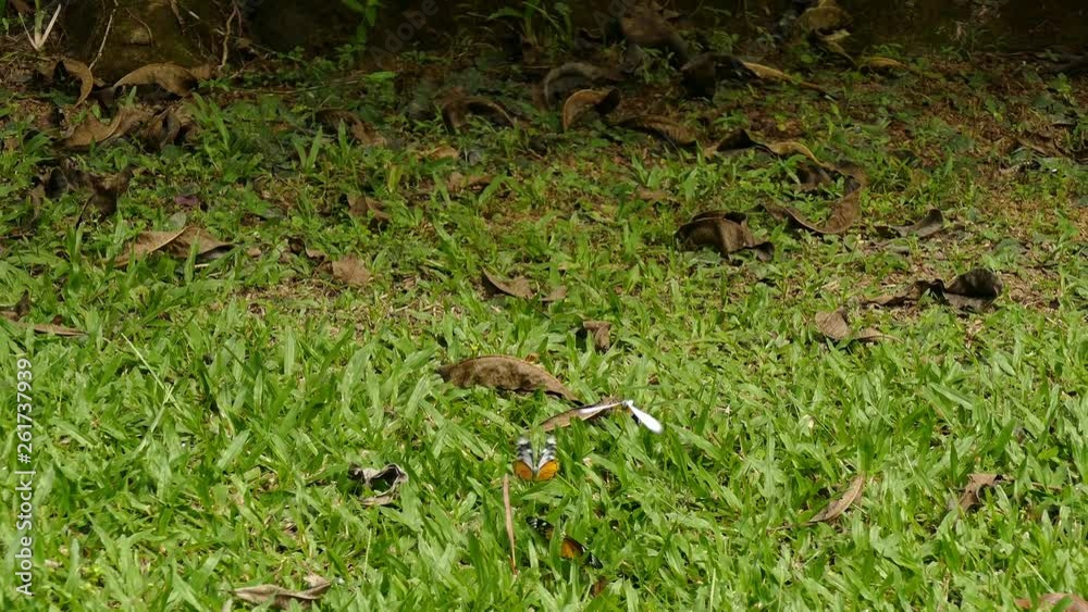 butterfly flying on lawn yard in garden butterfly flying on lawn yard in garden