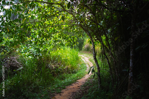 Singapore nature