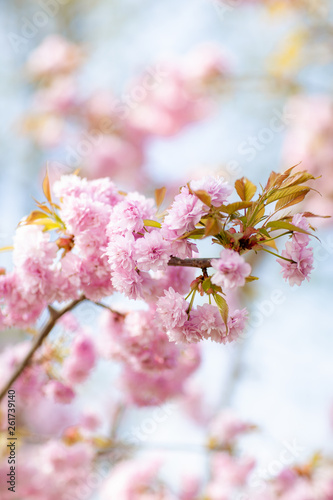Spring Cherry Blossom © Alexander