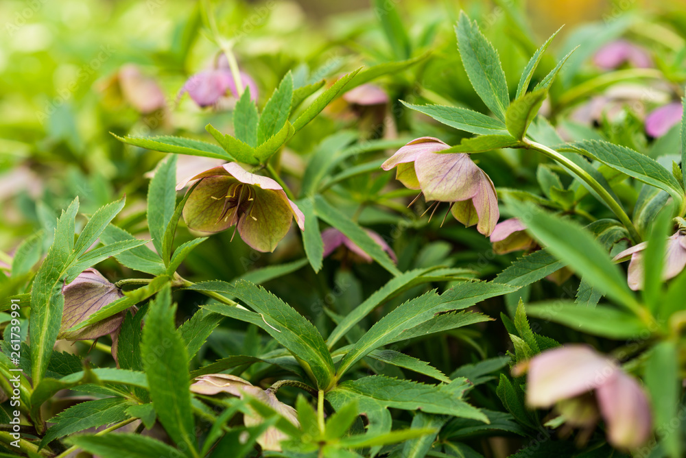 Obraz premium Green flowers. Helleborus viridis, commonly called green hellebore. selective focus