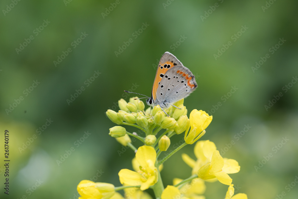 Obraz premium ベニシジミ