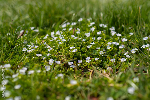 Spring meadow. Slender speedwell (Veronica filiformis) small and delicate flowers of ground cover plants . Selective focus. Springtime.