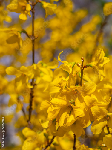Blossoming forsythia in the garden. Beautiful yellow flowers forsythia blossom in spring garden with blurred background.