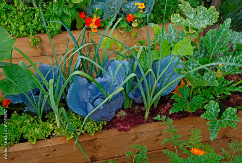 Fototapeta Naklejka Na Ścianę i Meble -  Raised vegetable container with selection of vegetables and flowers in an allotment garden