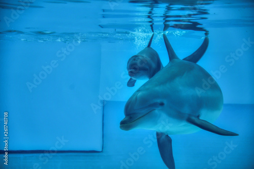 Delfino con suo foglio