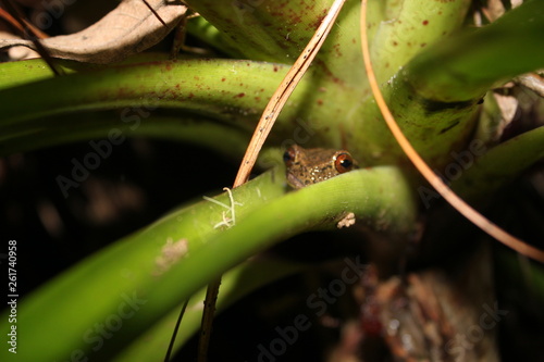 Shy tree frog in the jungle photo