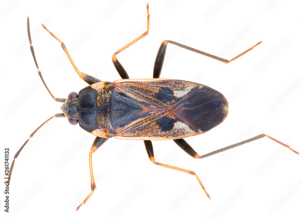 The dirt-colored seed bug. Rhyparochromus vulgaris is a species of seed bug in the family Rhyparochromidae. Dorsal view of seed bug isolated on white background.