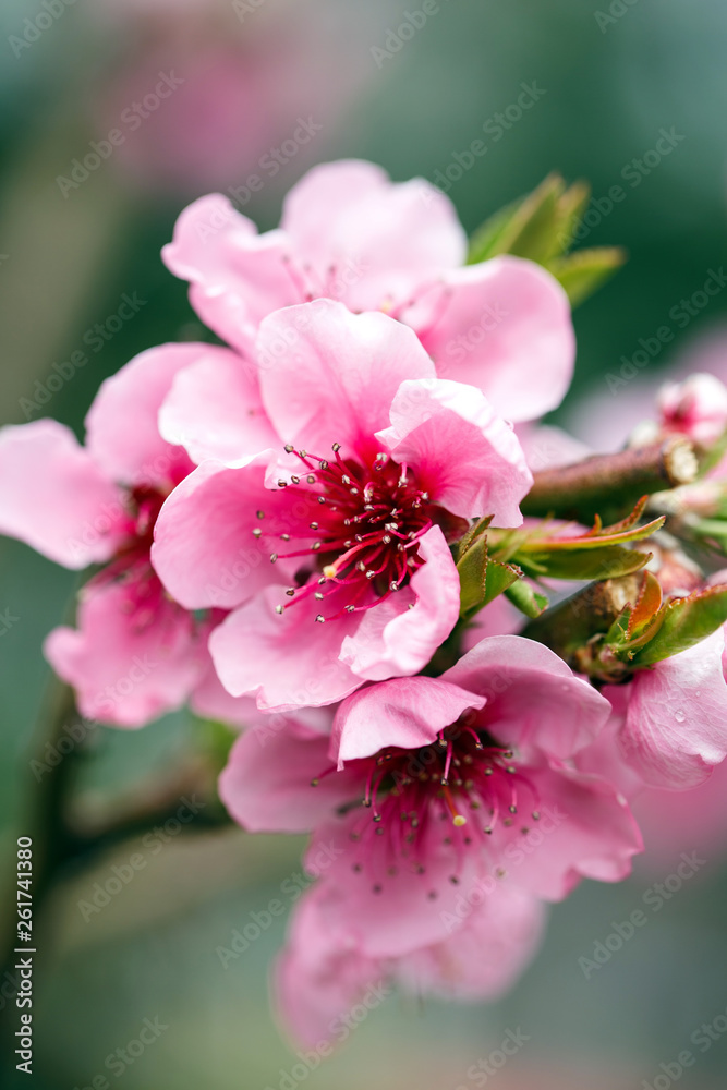 Buds and flowers on a branch of a Japanese cherry tree. Spring blossoms. Nature macro. Buds and flowers on a branch of a Japanese cherry tree. Spring blossoms. Nature macro.
