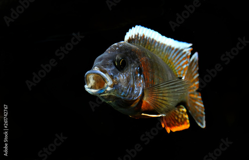 colorful beautiful african cichlid peacock aulonocara fish in aquarium