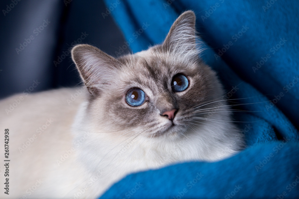 Heilige Birma Rasseportrait Rassekatze Katze mit wunderschönen blauen Augen