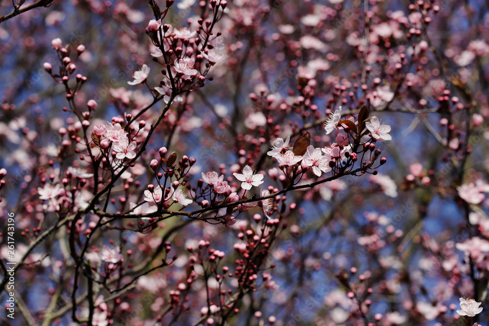 Branch of prunus serrulata japanese cherry in the spring garden