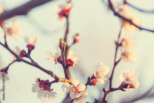 Blossom cherry
