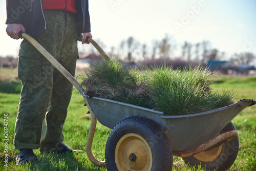 a man holding a cart - wheelbarrow filled with turf with green grass on a background of spring green meadows photo