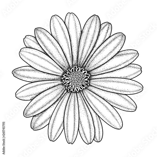 Vector hand-drawn image of chamomile, daisy, gerbera or chrysanthemum flower, ink style. EPS 10