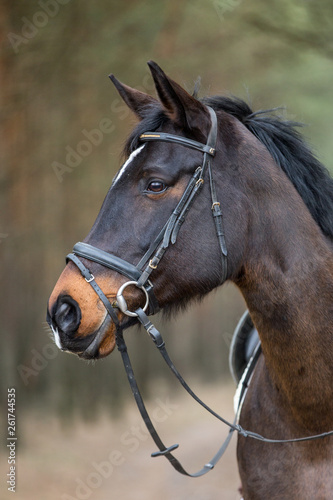 Warmblut Pferd © Ines Hasenau