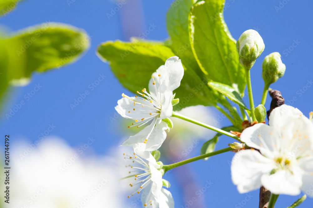 Fototapeta premium Beauty of spring: closeup of blossoming plum tree
